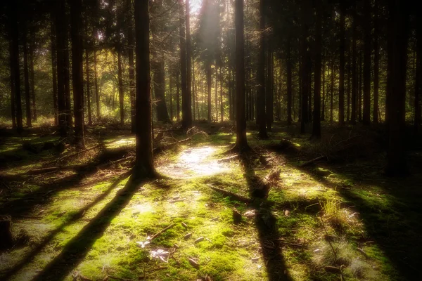 Lumière du soleil dans la forêt — Photo