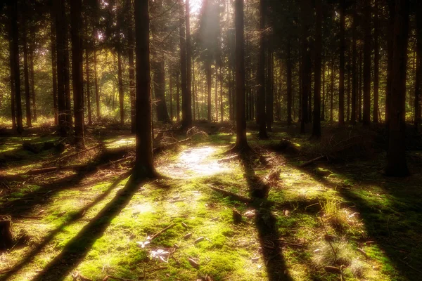 Bosque Misterio —  Fotos de Stock