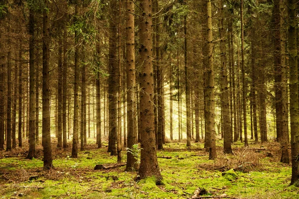 Zonnestralen in het bos — Stockfoto