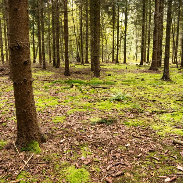 Forest floor — Stock Photo, Image