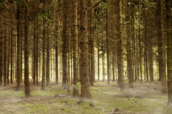 Dimmig skog — Stockfoto