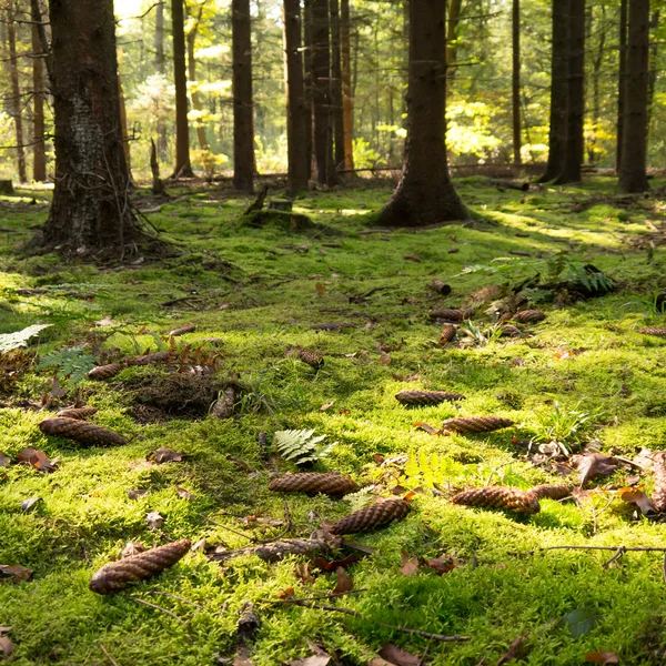 Moosiger Waldboden — Stockfoto