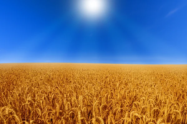 Wheat field — Stock Photo, Image