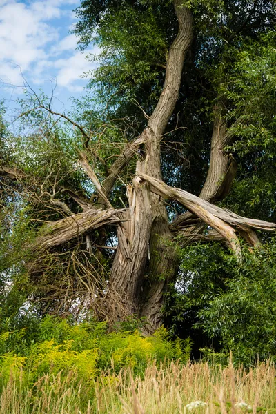 Baum nach Blitzeinschlag — Stockfoto