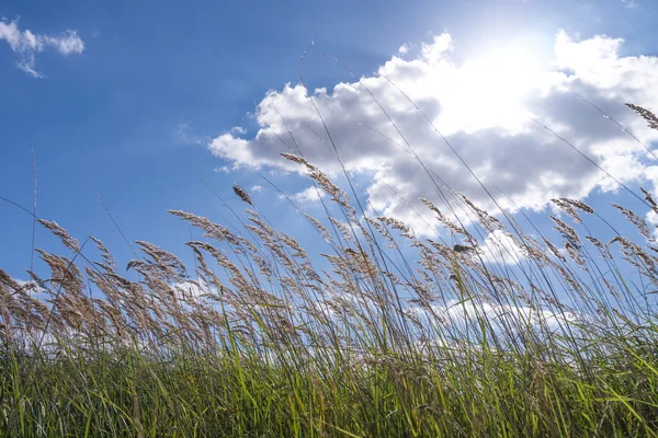 Trawy w niebo — Zdjęcie stockowe