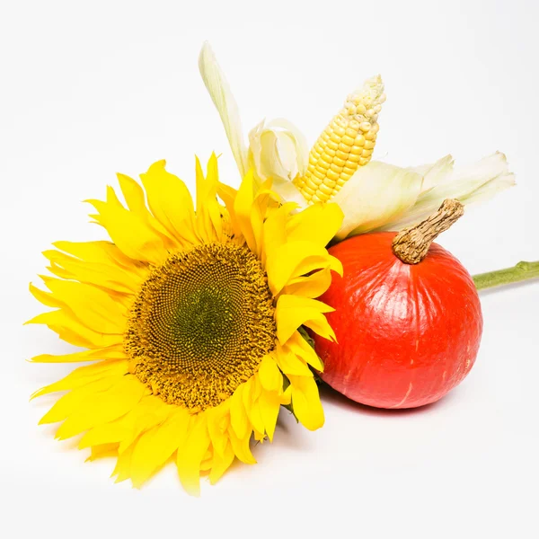 Sunflower, pumpkin and corn — Stock Photo, Image