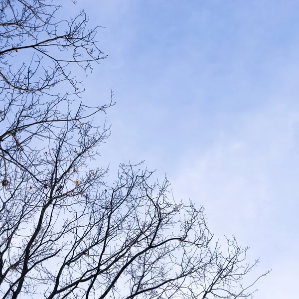 ต้นไม้ในฤดูหนาว — ภาพถ่ายสต็อก