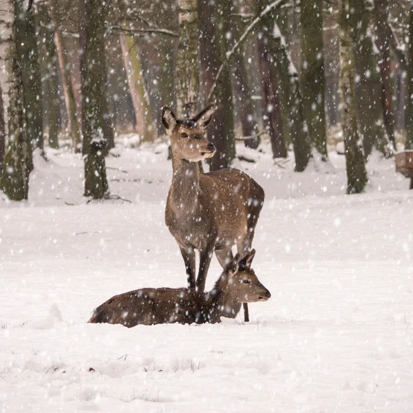 붉은 사슴 — 스톡 사진