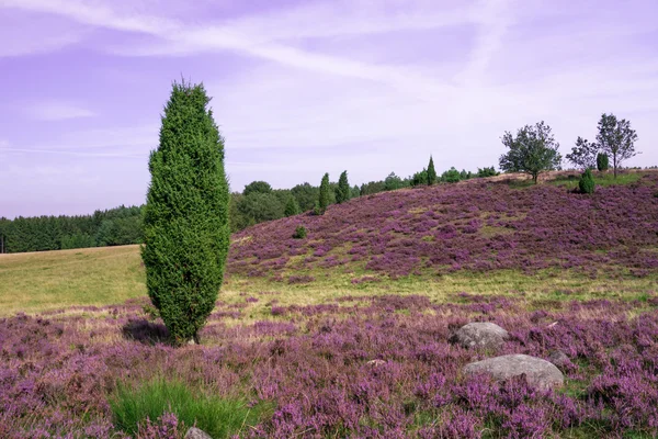 Lueneburg Heath — Foto de Stock