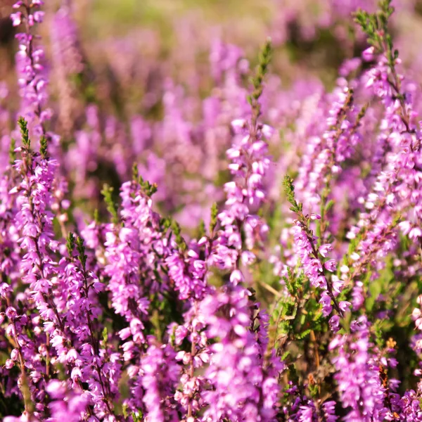 Lüneburger Heide — Stockfoto