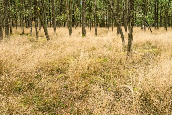 Hierba y bosque — Foto de Stock