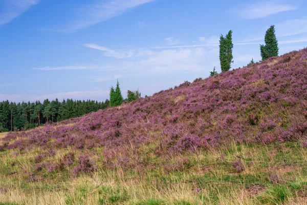 Lueneburg Heath — Stok fotoğraf