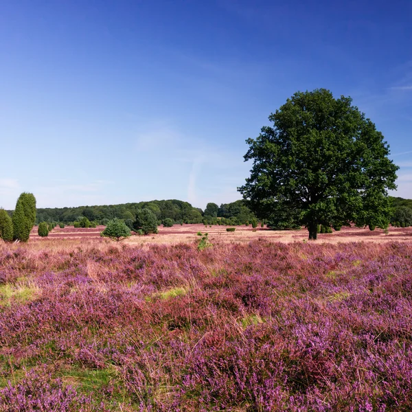 Panoramatický pohled na lueneburg heath — Stock fotografie