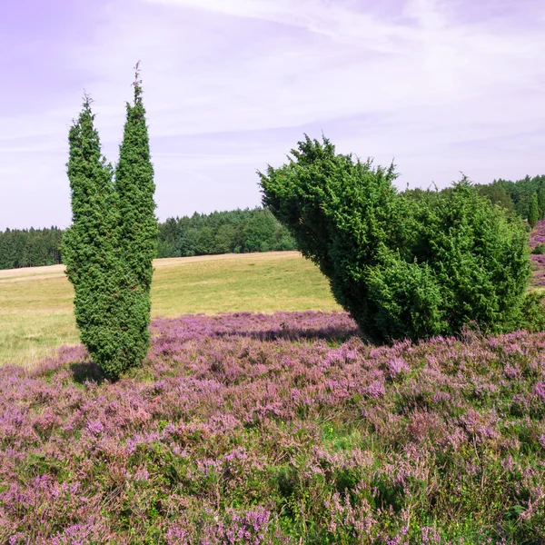 Lueneburg Heath — Stock fotografie