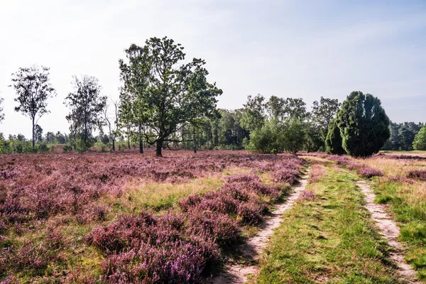 Lüneburger Heide — Stockfoto