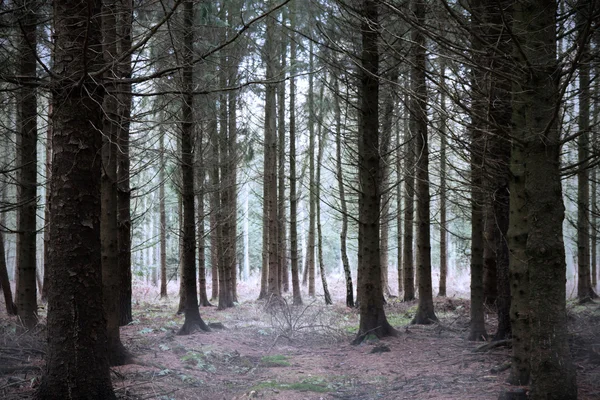 Floresta misteriosa — Fotografia de Stock