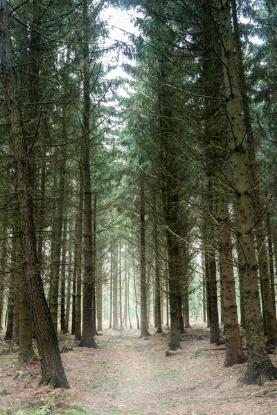 Mysterie bos — Stockfoto