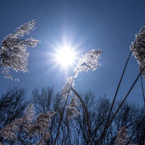 Baston ve güneş ışığı — Stok fotoğraf