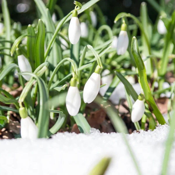 Snödroppar — Stockfoto