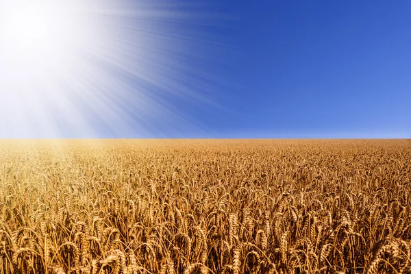 Campo de trigo com raios solares — Fotografia de Stock