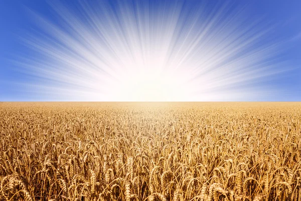 Pšeničné pole na slunci — Stock fotografie