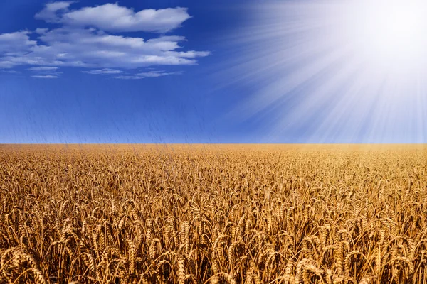 Pšeničné pole s slunce a déšť — Stock fotografie