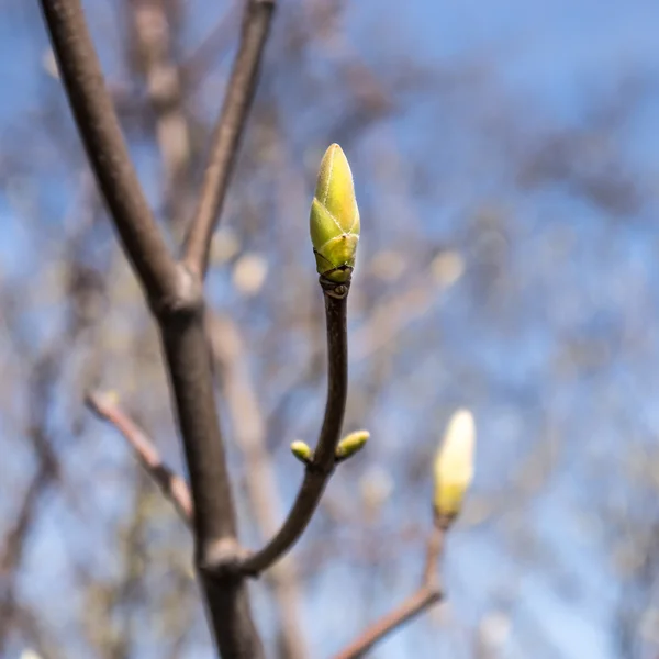 Bud in spring — Stock Photo, Image