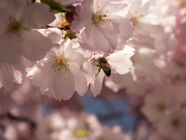 Wasp on japanese cherry tree — Stock fotografie