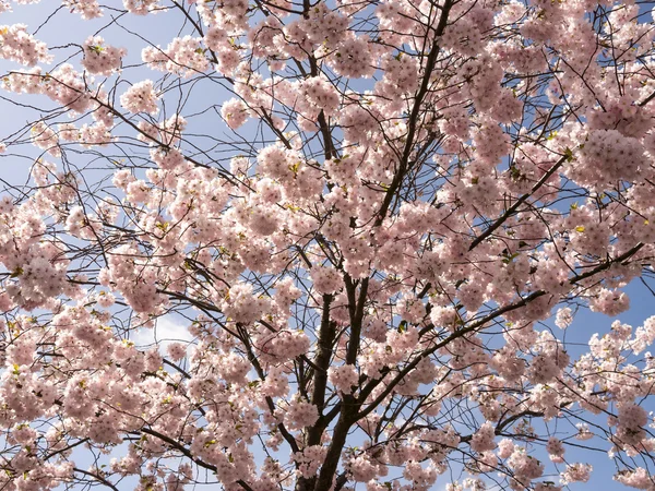 Japanese cherry tree — Stock Photo, Image