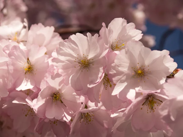 Japonských třešňových květů — Stock fotografie
