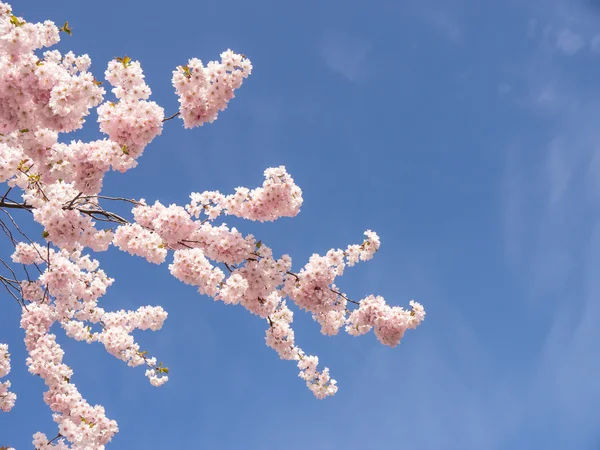 Japanese cherry branch — Stock Photo, Image