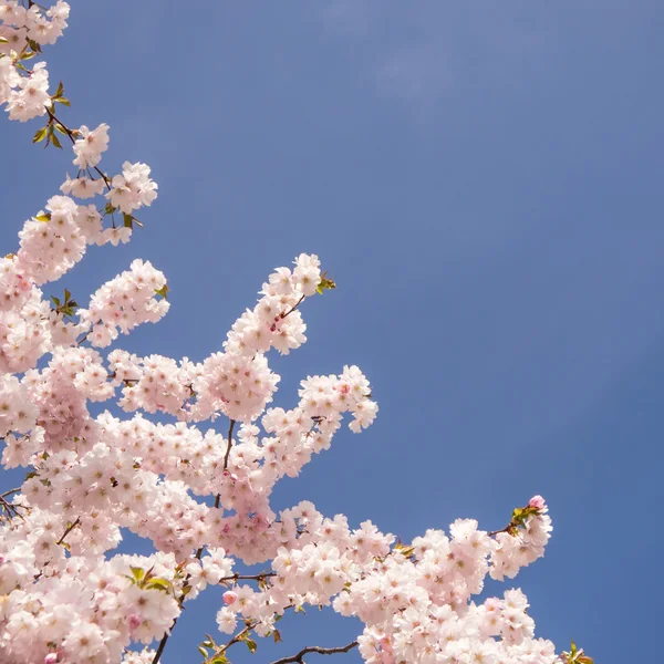 Japonské třešně větev — Stock fotografie