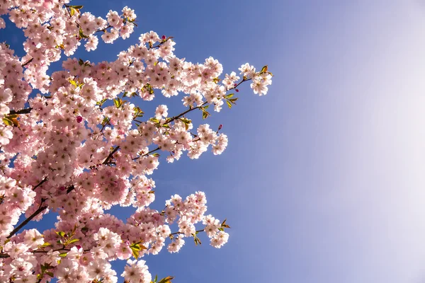 Japanese cherry — Stock Photo, Image