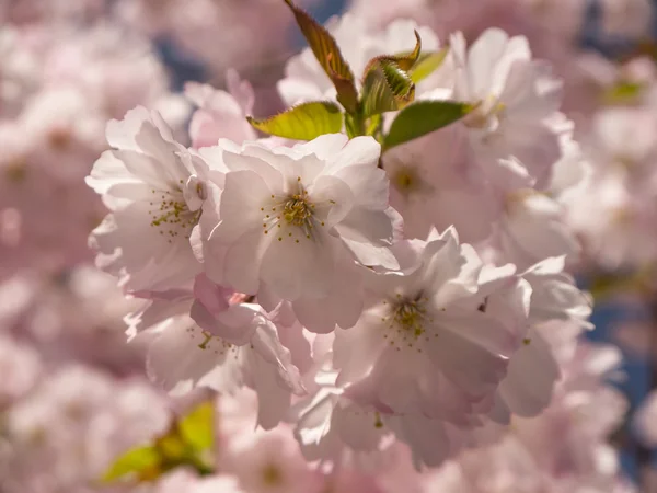 Cereza japonesa — Foto de Stock