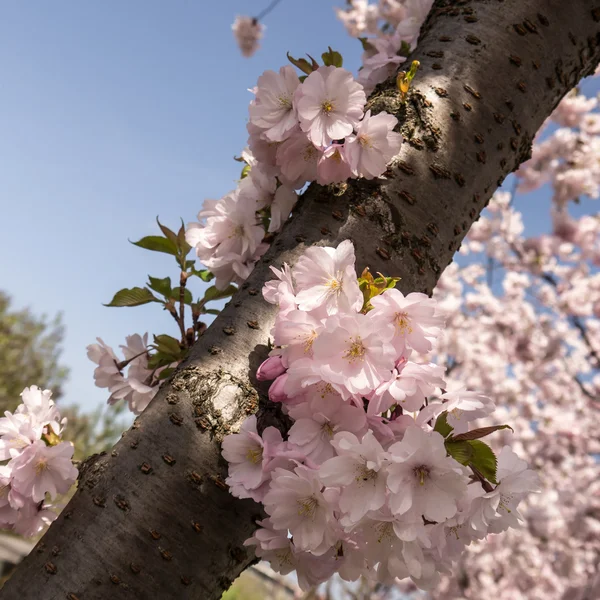 Japanese cherry — Stock Photo, Image