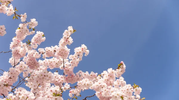 Japanese cherry — Stock Photo, Image