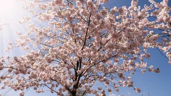 Japanilainen kirsikkapuu — kuvapankkivalokuva