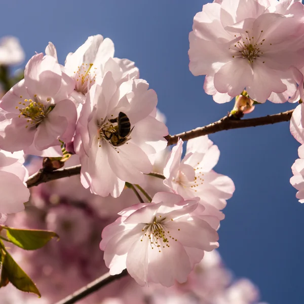 Cereza japonesa — Foto de Stock