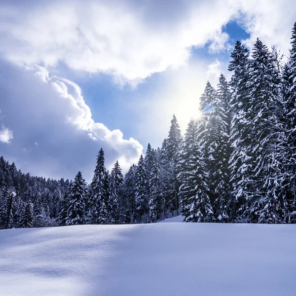 Vinterlandskap — Stockfoto