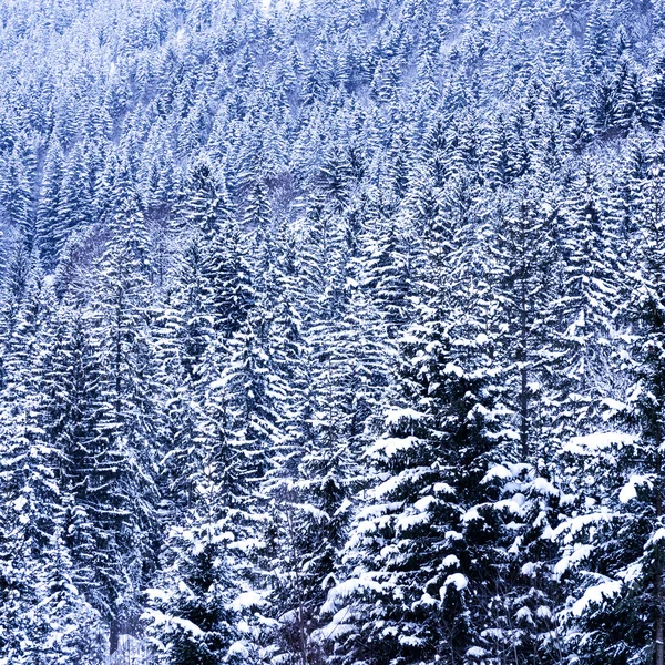 Dennenbos — Stockfoto