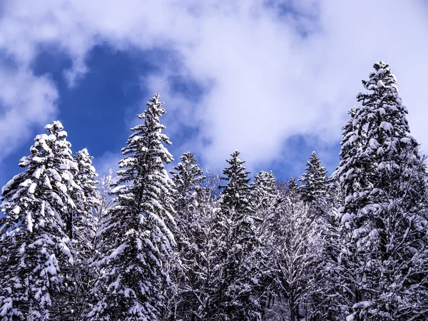 Fir forest — Stock Photo, Image