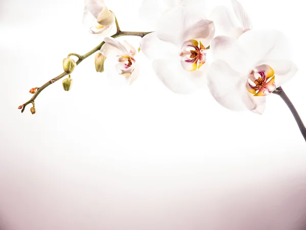 난초 꽃 — 스톡 사진