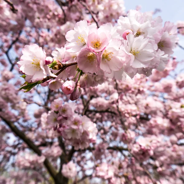 Japonská třešeň — Stock fotografie