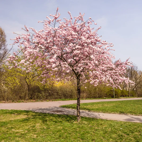 Japanese cherry tree — Stock Photo © spcreative 37237713
