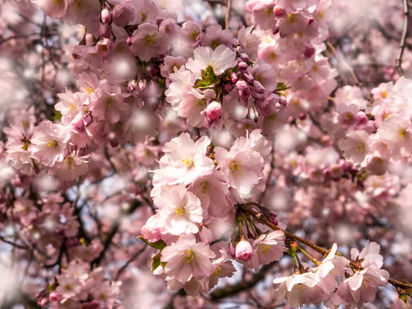 Japonská třešeň — Stock fotografie