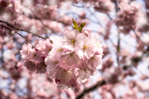 Japanese cherry — Stock Photo, Image