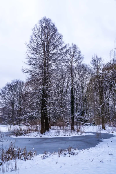 Stromy v zimním parku — Stock fotografie