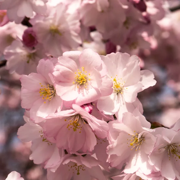 Cereza japonesa — Foto de Stock