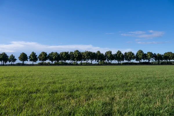 Trees in landscape — Stock Photo, Image