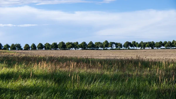 Árboles en el paisaje — Foto de Stock